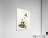 Cypripedium selligerum majus from Reichenbachia Orchids 1888-1894 illustrated by Frederick Sander 1847-1920.  Acrylic Print
