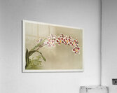 Odontoglossum crispum mundyanum from Reichenbachia Orchids 1888-1894 illustrated by Frederick Sander 1847-1920.  Acrylic Print