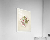 Odontoglossum rossii from Reichenbachia Orchids 1888-1894 by Frederick Sander 1847-1920.  Acrylic Print