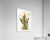 Cattleya dowiana aurea from Reichenbachia Orchids 1888-1894 by Frederick Sander 1847-1920.  Acrylic Print