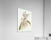 Lissochilus giganteus from Reichenbachia Orchids 1888-1894 illustrated by Frederick Sander 1847-1920.  Acrylic Print