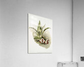 Zygopetalum klabochorum from Reichenbachia Orchids 1888-1894 illustrated by Frederick Sander 1847-1920.  Acrylic Print