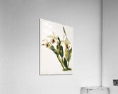 Cattleya rex from Reichenbachia Orchids 1888-1894 illustrated by Frederick Sander 1847-1920.  Acrylic Print