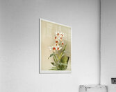 Phaius tuberculosus from Reichenbachia Orchids 1888-1894 illustrated by Frederick Sander 1847-1920.  Acrylic Print