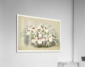 Odontoglossum roezlii from Reichenbachia Orchids 1888-1894 illustrated by Frederick Sander 1847-1920.  Acrylic Print