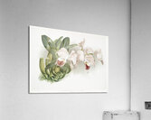 Cypripedium lemoinierianum from Reichenbachia Orchids 1888-1894 illustrated by Frederick Sander 1847-1920.  Acrylic Print