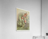Odontoglossum harryanum from Reichenbachia Orchids 1888-1894 illustrated by Frederick Sander 1847-1920.  Acrylic Print