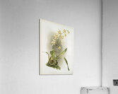 Odontoglossum hebraicum aspersum from Reichenbachia Orchids 1888-1894 illustrated by Frederick Sander 1847-1920.  Acrylic Print