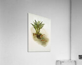 Masdevallia chimæra var mooreana from Reichenbachia Orchids 1888-1894 illustrated by Frederick Sander 1847-1920.  Acrylic Print