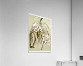 Cymbidium mastersi from Reichenbachia Orchids 1888-1894 illustrated by Frederick Sander 1847-1920.  Acrylic Print