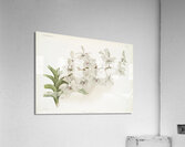 Vanda ccerulea from Reichenbachia Orchids 1888-1894 illustrated by Frederick Sander 1847-1920.  Acrylic Print