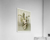 Swains Coelogyne Coelogyne swaniana from Reichenbachia Orchids 1888-1894 illustrated by Frederick Sander 1847-1920.  Acrylic Print