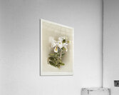 Dendrobium formosum from Reichenbachia Orchids 1888-1894 illustrated by Frederick Sander 1847-1920.  Acrylic Print