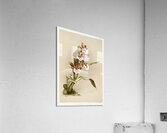 Zygopetalum crinitum from Reichenbachia Orchids 1888-1894 illustrated by Frederick Sander 1847-1920.  Impression acrylique