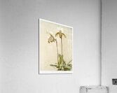 Cypripedium leeanum var giganteum from Reichenbachia Orchids 1888-1894 illustrated by Frederick Sander 1847-1920.  Acrylic Print