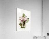 Cattleya labiata warneri from Reichenbachia Orchids 1888-1894 illustrated by Frederick Sander 1847-1920.  Acrylic Print