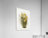 Dendrobium brymerianum from Reichenbachia Orchids 1888-1894 illustrated by Frederick Sander 1847-1920.  Acrylic Print