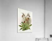 Dendrobium brymerianum from Reichenbachia Orchids 1888-1894 illustrated by Frederick Sander 1847-1920.  Acrylic Print