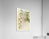Angræcum caudatum from Reichenbachia Orchids 1888-1894 illustrated by Frederick Sander 1847-1920.  Acrylic Print