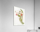 Cattleya warscewiczii from Reichenbachia Orchids 1888-1894 illustrated by Frederick Sander 1847-1920.  Acrylic Print