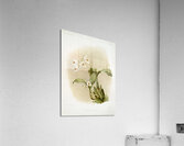 Coelogyne sanderæ from Reichenbachia Orchids 1888-1894 illustrated by Frederick Sander 1847-1920.  Acrylic Print