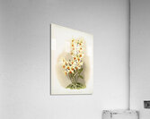 Dendrobium aureum from Reichenbachia Orchids 1888-1894 illustrated by Frederick Sander 1847-1920.  Acrylic Print