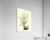 Lælia autumnalis alba from Reichenbachia Orchids 1888-1894 illustrated by Frederick Sander 1847-1920.  Acrylic Print