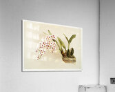 Odontoglossum pescatorei from Reichenbachia Orchids 1888-1894 illustrated by Frederick Sander 1847-1920.  Acrylic Print