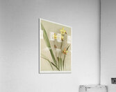 Kimballs Spathoglottis Spathoglottis kimballiana from Reichenbachia Orchids 1888-1894 illustrated by Frederick Sander 1847-1920.  Acrylic Print