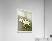 Cattleya trianæ alba from Reichenbachia Orchids 1888-1894 illustrated by Frederick Sander 1847-1920.  Acrylic Print