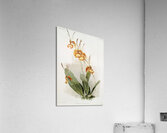 Oncidium kramerianum from Reichenbachia Orchids 1888-1894 illustrated by Frederick Sander 1847-1920.  Acrylic Print