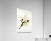 Lælia hybrida behrensiana from Reichenbachia Orchids 1888-1894 illustrated by Frederick Sander 1847-1920.  Acrylic Print