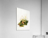 Hybrid masdevallias courtauldiana geleniana and measuresiana from Reichenbachia Orchids 1888-1894 illustrated by Frederick Sander 1847-1920.  Acrylic Print