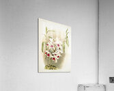 Dendrobium leechianum from Reichenbachia Orchids 1888-1894 illustrated by Frederick Sander 1847-1920.  Acrylic Print