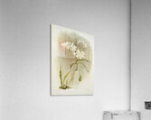 Dendrobium Johnsoniæ from Reichenbachia Orchids 1888-1894 illustrated by Frederick Sander 1847-1920.  Acrylic Print