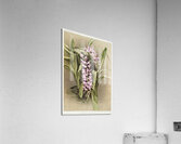 Aërides savageanum from Reichenbachia Orchids 1888-1894 illustrated by Frederick Sander 1847-1920.  Acrylic Print