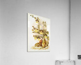 Oncidium tigrinum from Reichenbachia Orchids 1888-1894 illustrated by Frederick Sander 1847-1920.  Acrylic Print