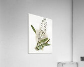 Epidendrum prismatocarpum from Reichenbachia Orchids 1888-1894 illustrated by Frederick Sander 1847-1920.  Acrylic Print
