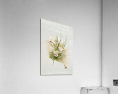 Miltonia phalænopsis from Reichenbachia Orchids 1888-1894 illustrated by Frederick Sander 1847-1920.  Acrylic Print