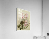 Cattleya victoria regina from Reichenbachia Orchids 1888-1894 illustrated by Frederick Sander 1847-1920.  Acrylic Print