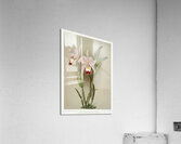 Cattleya victoria regina from Reichenbachia Orchids 1888-1894 illustrated by Frederick Sander 1847-1920.  Acrylic Print