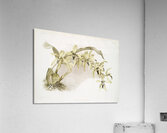 Coelogyne pandurata from Reichenbachia Orchids 1888-1894 illustrated by Frederick Sander 1847-1920.  Acrylic Print