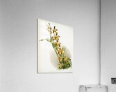 Odontoglossum luteo-purpureum prionopetalum from Reichenbachia Orchids 1888-1894 illustrated by Frederick Sander 1847-1920.  Acrylic Print