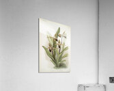 Cypripedium rothschildianum from Reichenbachia Orchids 1888-1894 illustrated by Frederick Sander 1847-1920.  Acrylic Print