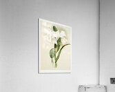 Cattleya mendelii quorndon house var from Reichenbachia Orchids 1888-1894 illustrated by Frederick Sander 1847-1920.  Acrylic Print