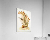 Odontoglossum triumphans from Reichenbachia Orchids 1888-1894 illustrated by Frederick Sander 1847-1920.  Acrylic Print