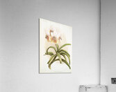 Vanda sanderiana from Reichenbachia Orchids 1888-1894 illustrated by Frederick Sander 1847-1920.  Acrylic Print