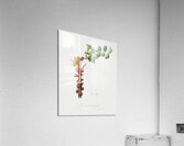 Carob flower Ceratonia siliqua from Pomona Italiana 1817 - 1839 by Giorgio Gallesio 1772-1839.  Acrylic Print