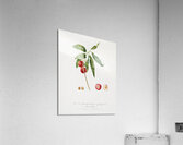 Apricot Pesca Ciliegia from Pomona Italiana 1817 - 1839 by Giorgio Gallesio 1772-1839.  Acrylic Print