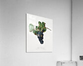 Peach Persica amygdalus from Pomona Italiana 1817 - 1839 by Giorgio Gallesio 1772-1839.  Acrylic Print